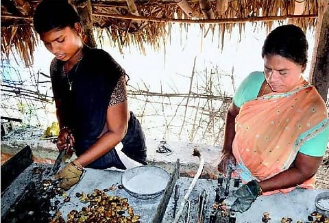 பாமரப் பெண்களை வாழவைக்கும் பண்ருட்டி முந்திரி!﻿