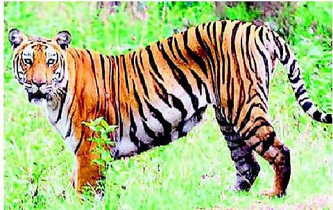 ஆந்திரத்தில் புலிகள் சரணாலயம் விரிவாக்கம்