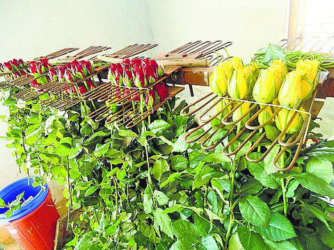 கிருஷ்ணகிரி: காதலர் தின வர்த்தகம் கைகொடுக்குமா?