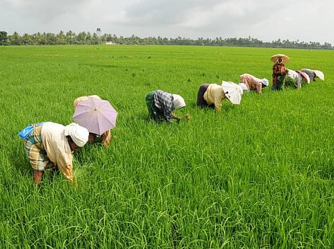 தமிழகத்தில் குறைந்து வரும் வேளாண்மை சாகுபடி பரப்பு