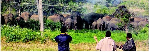 ஓசூரில் மிரட்டும் காட்டு யானைகளால் விவசாயிகள் அவதி