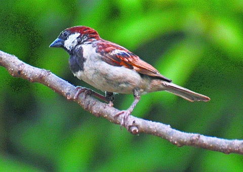 அக்கா குருவி