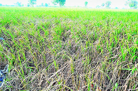 திருப்பூர்: தண்ணீரின்றி கருகும் நெற்பயிர்கள்:  தவிப்பில் தாராபுரம் விவசாயிகள்﻿