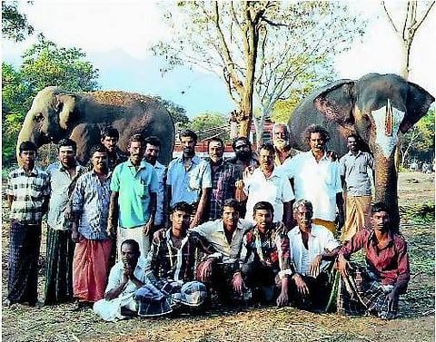 கோவை﻿: பாகன்களின் நீங்காத நினைவுகள்﻿