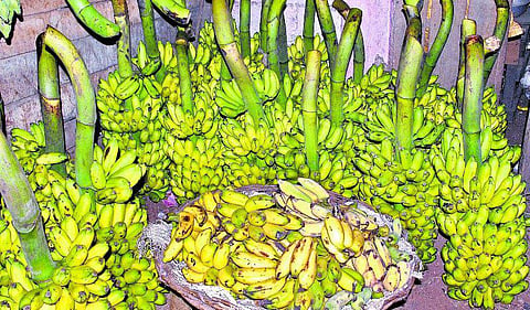 திண்டுக்கல்: வறட்சியால் வாழைத்தார் விலை `கிடுகிடு உயர்வு: ரூ. 10-க்கு ஒரு பழம் விற்பனையால் மக்கள் அதிர்ச்சி
