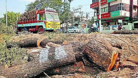 மதுரைக்கு சுவாசம் தந்த மரங்கள் வெட்டிச் சாய்ப்பு: ரவுண்டானா ஓடாத மணிக்கூண்டை அகற்றி இருக்கலாமெ?