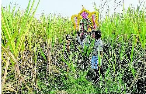 கரும்பு தோட்டத்துக்குள் புகுந்து சவ ஊர்வலம்- சுடுகாட்டுக்குப் பாதை இல்லாததால் அவதி﻿