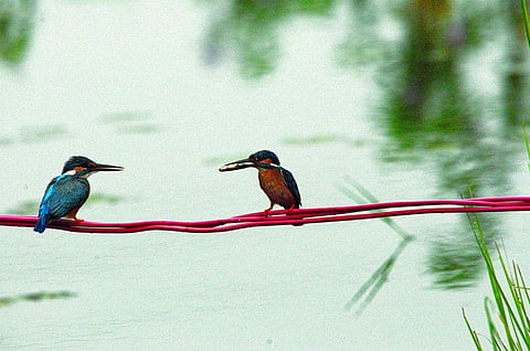பூநாரை தேசம்