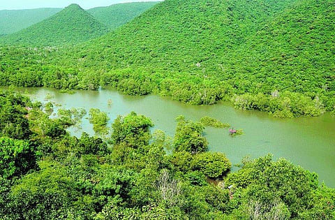 நாளைய உலகம்- காடுகளை கவனிக்கும் கூகுள்
