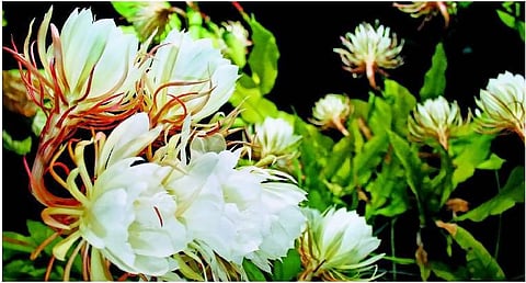 கரிய சுடர் முகம்