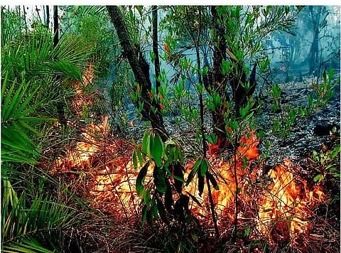 திருப்பதி வனப் பகுதியில் பயங்கர தீ 
பல ஏக்கர் செம்மரங்கள் கருகி சாம்பலானது