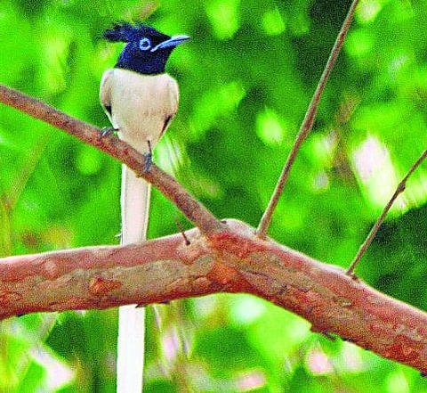பெயர் தெரியா பறவை﻿: வாசகர் எதிர்வினை