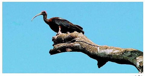 இயற்கை நேயம்: புள்ளினங்களுடன் கழித்த பொழுதுகள்﻿