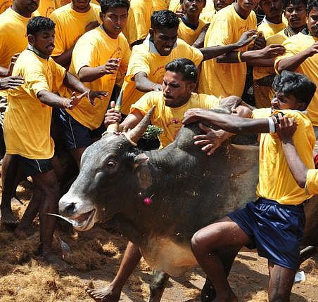 ஜல்லிக்கட்டுக்கு தடை கோரும் வழக்கில் தீர்ப்பு ஒத்திவைப்பு﻿: உச்ச நீதிமன்றத்தில் விசாரணை முடிந்தது﻿