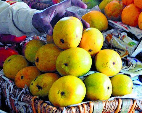 இந்திய மாம்பழத்துக்கு ஐரோப்பிய யூனியன் தடை