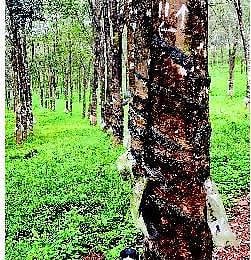 ரப்பர் விலை கடும் வீழ்ச்சி: 40 ஆயிரம் பேர் வேலையிழப்பு﻿ - இது தொழிலாளர் தின சோகம்﻿