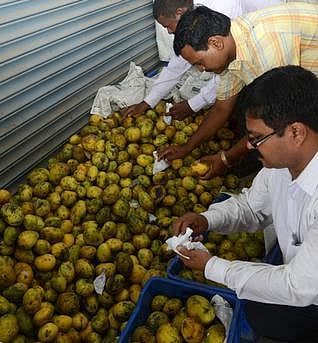 கார்பைடு கல் மூலம் பழுக்க வைக்கப்பட்ட 50 டன் மாம்பழம் பறிமுதல்﻿: தமிழகம் முழுவதும் சோதனை நடத்த உத்தரவு﻿