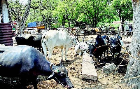 சரிந்தது ஜல்லிக்கட்டு காளைகளின் மதிப்பு﻿: எடைக்கு ஏற்ப விலை நிர்ணயம் செய்யும் கொடுமை﻿