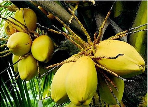 பணம் காய்க்கும் மரங்கள்﻿