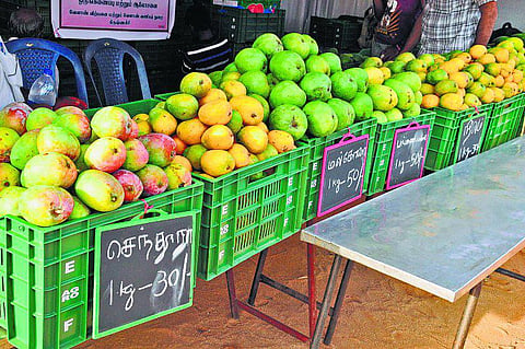 கிருஷ்ணகிரி விவசாயிகள் இணைந்து மாம்பழம் விற்பனை மையம் தொடக்கம்- தமிழகத்திலேயே முதல்முறையாக அமல்﻿