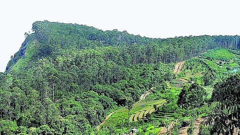 கொடைக்கானலில் செயல்படத் தொடங்கியது 12-வது வனவிலங்குகள் சரணாலயம்﻿: 33 அரியவகை விலங்குகள் வசிப்பதாக தகவல்﻿