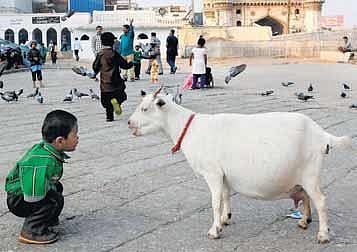தாய்ப்பாலுக்கு இணையான பால்﻿