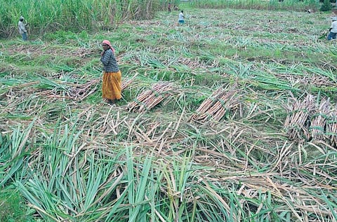 மத்திய அரசு அறிவித்துள்ள ரூ.4 ஆயிரம் கோடி யாருக்கு?﻿: கரும்பு விவசாயிகள் பெயரில் கொள்ளைபோகும் மக்கள் பணம்﻿