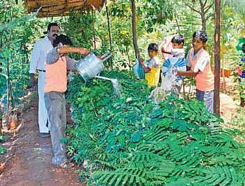 இலவச மரக்கன்றுகள்: செலவின்றிச் சாதிக்கும் ஆசிரியர்﻿