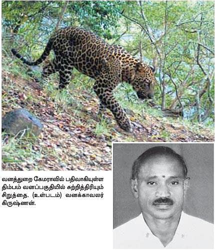 மனித வேட்டையாடும் சிறுத்தையைப் பிடிக்க கூண்டு தயார்﻿: திம்பம் வனப்பகுதியில் வனத்துறையினர் தீவிரம்﻿