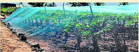 பறவைத் தடுப்பு வலைகள்