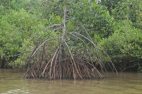 அக்கம் பக்கம்: மூச்சடைத்த சுந்தரவனக் காடுகள்!