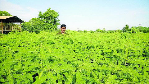 உயர்வுக்கு வழிவகுக்கும் ஒருங்கிணைந்த பண்ணையம்﻿: ஆசிரியர் வேலையை உதறிவிட்டு சாதனை புரியும் இளைஞர்﻿