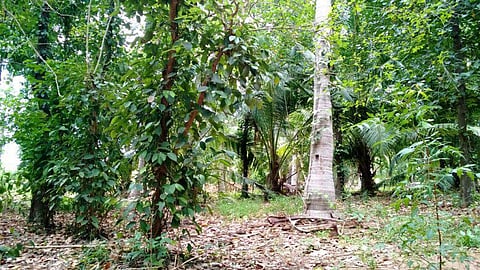 வறட்சி பூமியிலும் லாபம் தரும் மிளகு சாகுபடி﻿