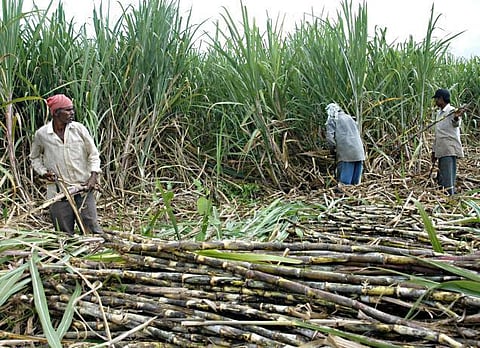 கரும்பு விவசாயிகளை அலைக்கழிக்கும்  சர்க்கரை ஆலை நிர்வாகங்கள்﻿: எத்தனால் உற்பத்தியை ஊக்குவிக்குமா அரசு?
