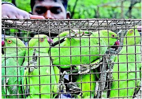 குளத்தில் பிடிக்கப்பட்ட பச்சைக் கிளிகள் மீட்பு﻿