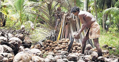 இன்று உலக தேங்காய் தினம்﻿: வறட்சியிலும் தாக்குப்பிடிக்கும் ஈத்தாமொழி நெட்டை தென்னை