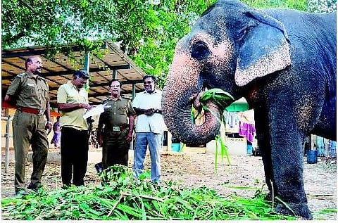 மணமகனை சுமந்து செல்ல வந்த யானை மீட்பு﻿: இ-மெயிலில் வந்த புகாரால் நடவடிக்கை