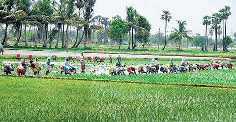 விவசாயத்துக்கு எதிரானதா அறிவியல்?