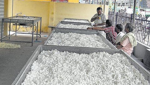 வெண் பட்டுக்கூடுகள் விலை கிடுகிடு உயர்வு﻿: பட்டு விவசாயிகளுக்கு ‘தீபாவளி’ மகிழ்ச்சி﻿