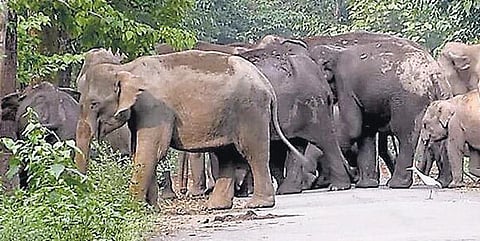 இன்று உலக வன உயிரின வார விழா﻿ தொடக்கம் - அழியும் விலங்குகளில் புலிகள் முதலிடம்﻿