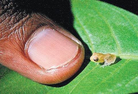 தவளைகள் பாடிய தாலாட்டு﻿