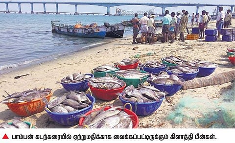 கிளாத்தி மீன்கள்﻿ வரவால் மீனவர்கள் மகிழ்ச்சி