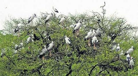 வெறிச்சோடிய வேட்டங்குடி சரணாலயம்: பறவைகளை பார்க்க முடியாமல் வெளிநாட்டினர் ஏமாற்றம்﻿