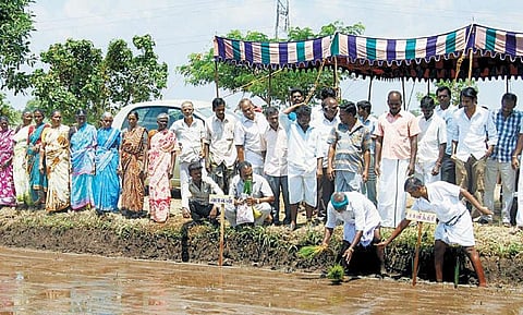நெல் நடவுத் திருவிழா