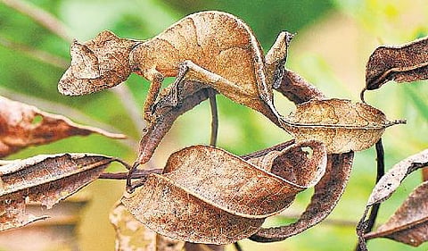 நடக்கும் இலை… ஓடும் குச்சி… நீந்தும் கல்…!