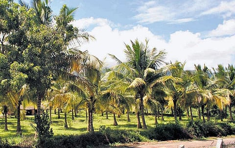 இயற்கை முறையில் தென்னை சாகுபடி: லட்சங்களைக் குவிக்கும் சாஃப்ட்வேர் இன்ஜினீயர்
