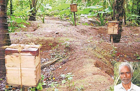 தேனீயால் வளம் கொழிக்கும் விவசாயி