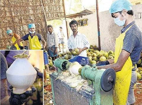 திருச்சி டூ ஆஸ்திரேலியா! - பொள்ளாச்சி இளநீருக்கு புதிய வடிவம்﻿