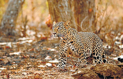 சிறுத்தைகளும் சில உண்மைகளும்