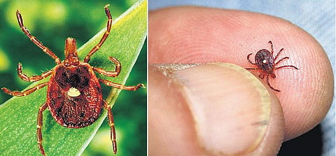 சைவமாக மாற்றும் விநோதப் பூச்சி